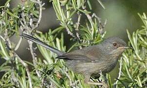 Dartford Warbler