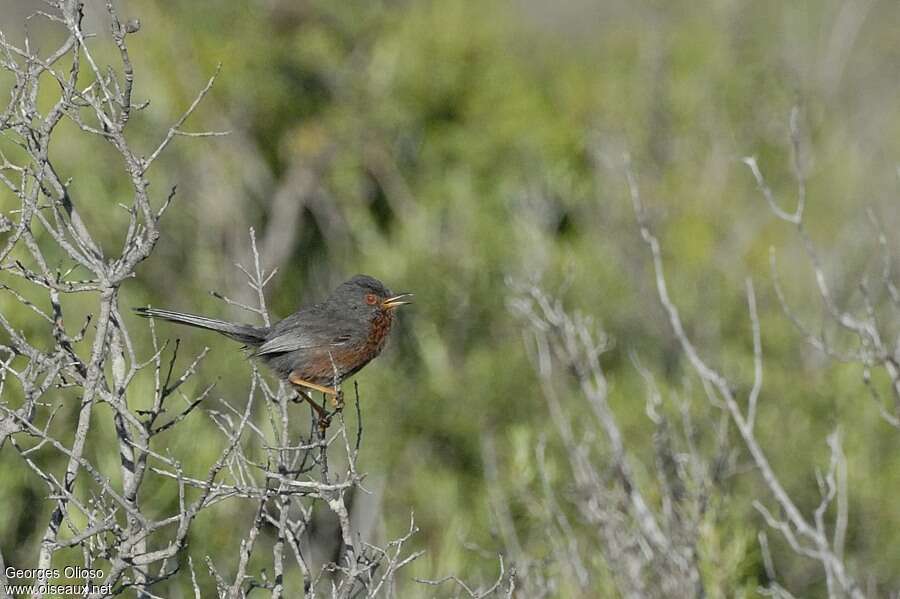 Dartford Warbler male adult breeding, identification