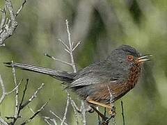 Dartford Warbler