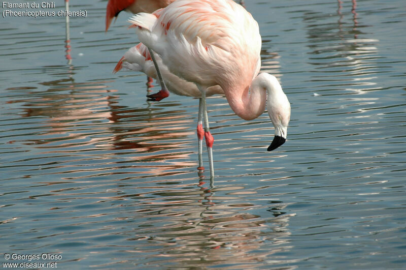 Chilean Flamingo