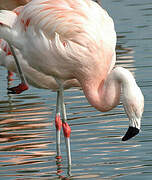 Chilean Flamingo