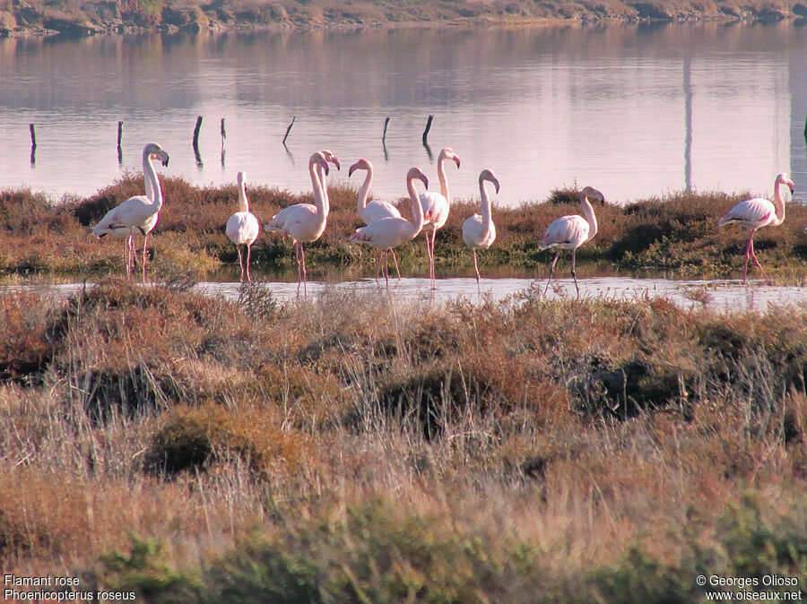 Flamant rose