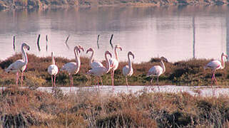 Flamant rose