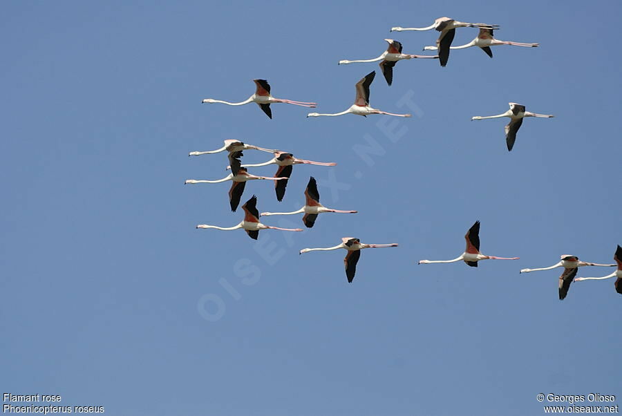 Flamant rose