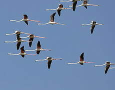 Greater Flamingo