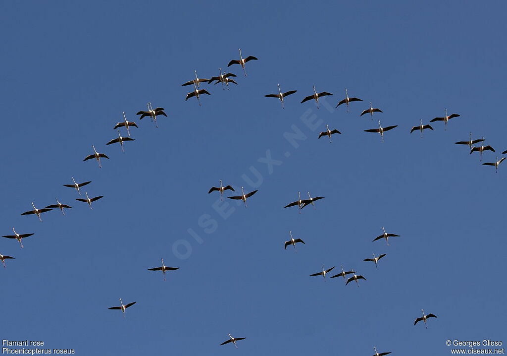 Flamant rose