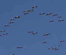 Greater Flamingo