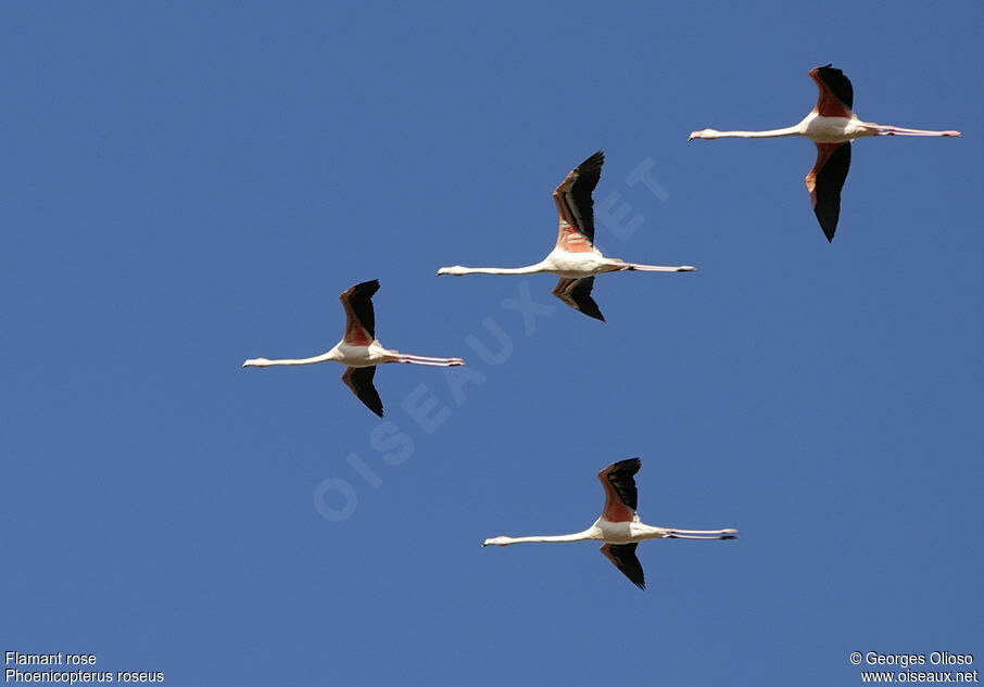 Flamant rose