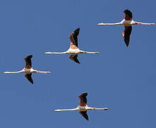 Greater Flamingo