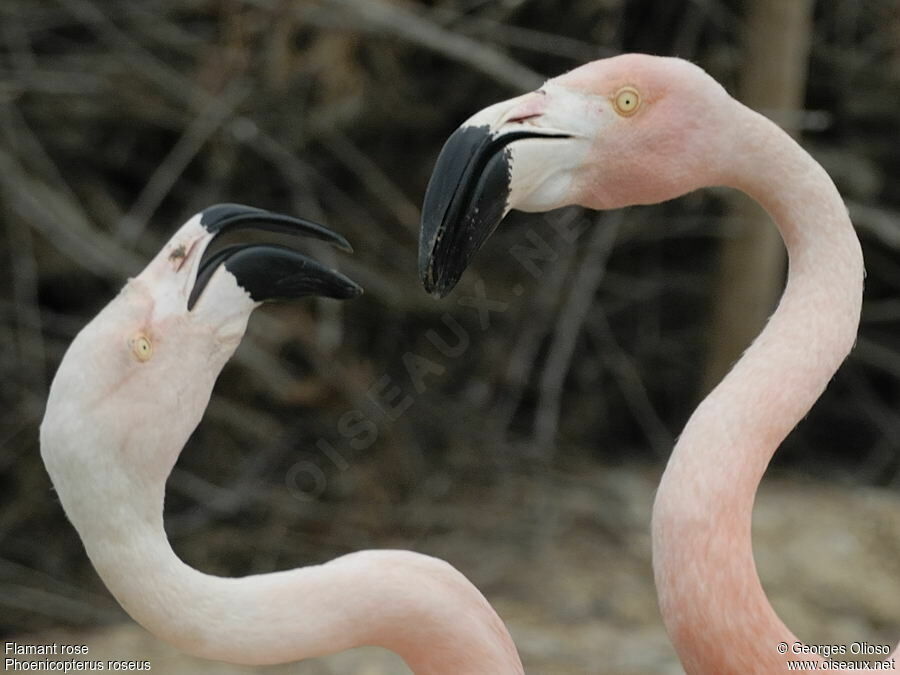 Greater Flamingoadult post breeding, identification, Behaviour