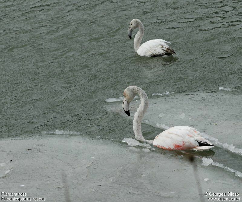 Flamant rose, identification, Comportement