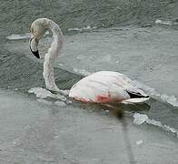 Flamant rose