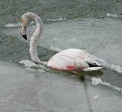 Flamant rose