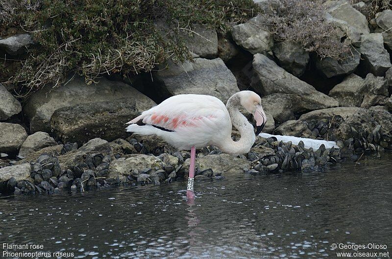 Greater Flamingo, identification