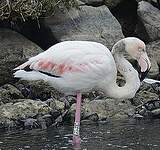 Flamant rose