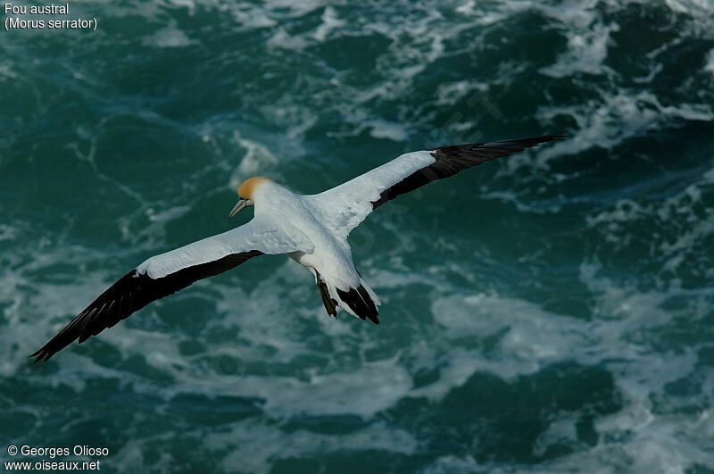 Australasian Gannet