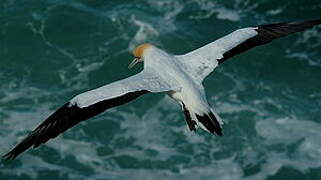 Australasian Gannet