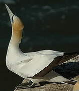 Australasian Gannet