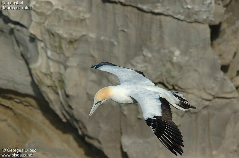 Australasian Gannet