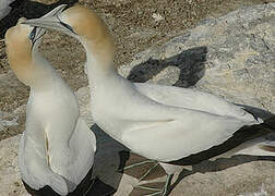 Australasian Gannet