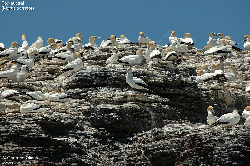 Australasian Gannet