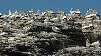 Australasian Gannet