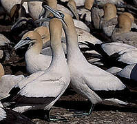 Cape Gannet