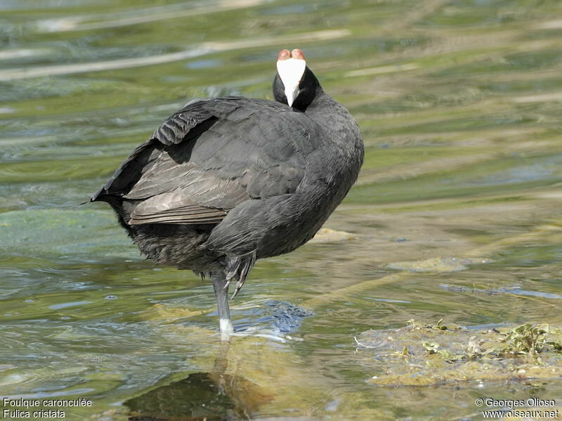 Red-knobbed Cootadult breeding