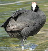 Red-knobbed Coot