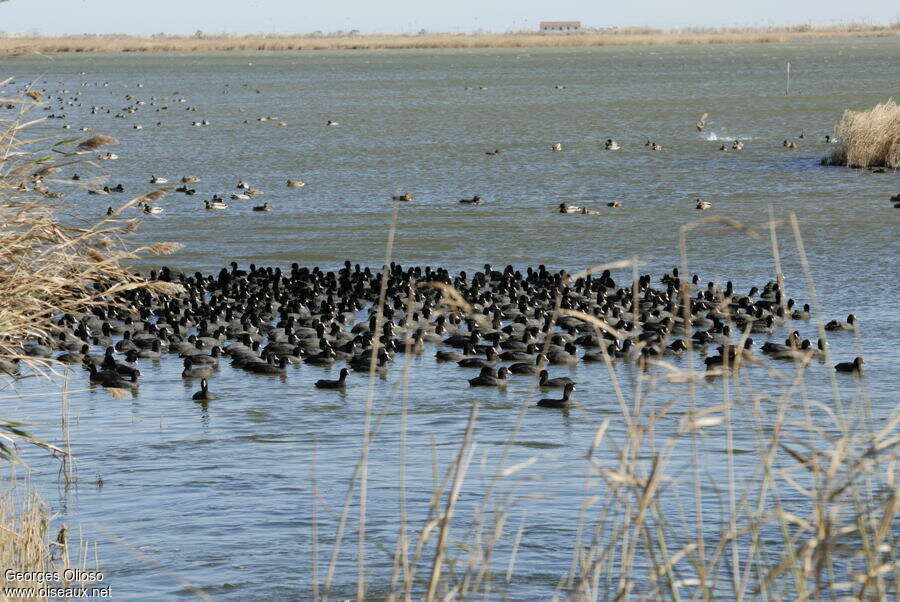 Eurasian Coot, Behaviour