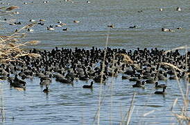 Eurasian Coot