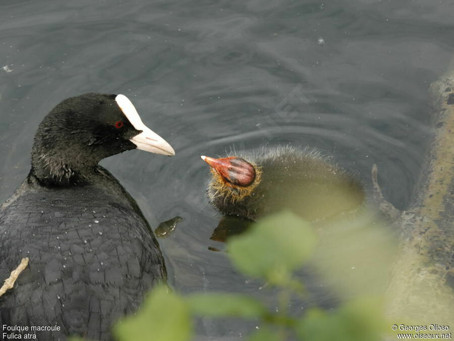 Eurasian Cootadult breeding, identification, Reproduction-nesting, Behaviour