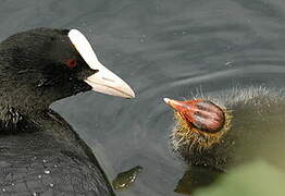 Eurasian Coot