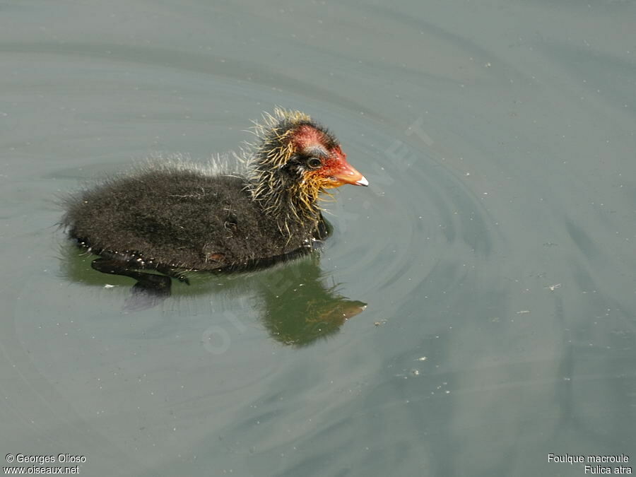 Eurasian Cootjuvenile, identification, Reproduction-nesting