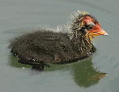 Eurasian Coot