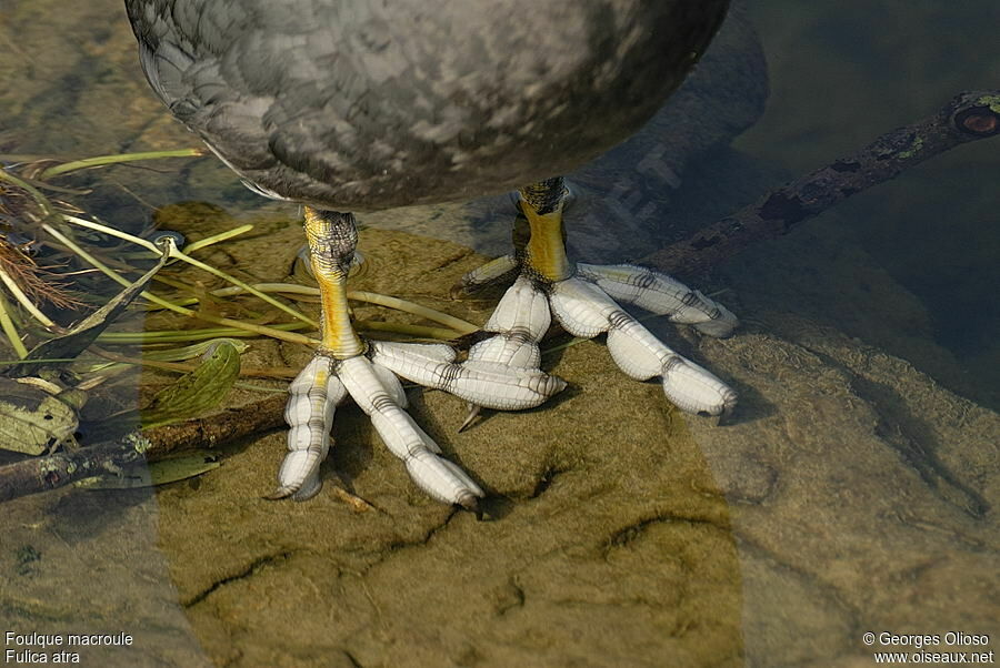 Eurasian Cootadult breeding, identification