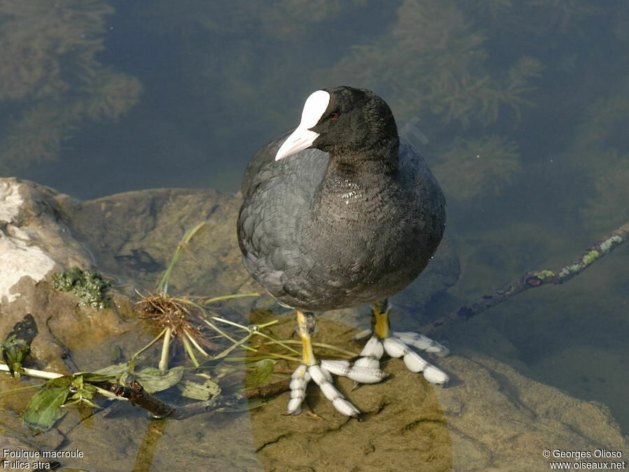 Eurasian Cootadult breeding, identification