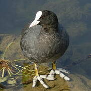 Eurasian Coot