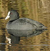 Eurasian Coot