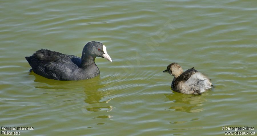 Eurasian Cootadult breeding, identification