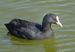 Eurasian Coot