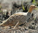 Francolin coqui