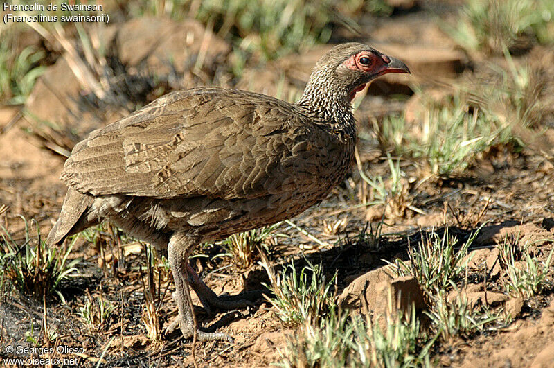 Swainson's Spurfowl