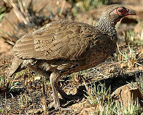 Francolin de Swainson