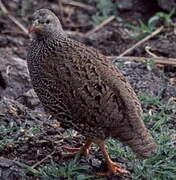 Francolin du Natal