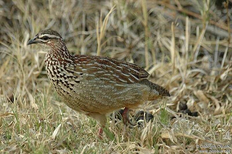 Crested Francolin