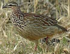 Crested Francolin