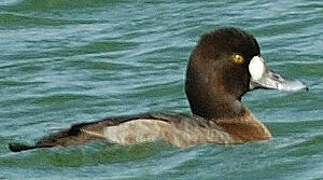 Lesser Scaup