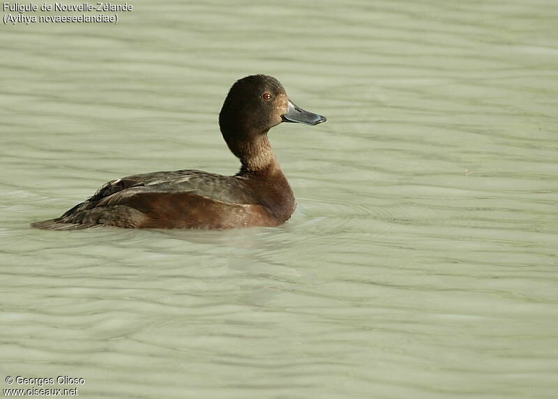 New Zealand Scaup