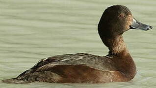 New Zealand Scaup